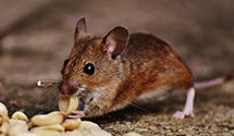 24 Hour & Emergency Exterminators in Fort Clark, ND